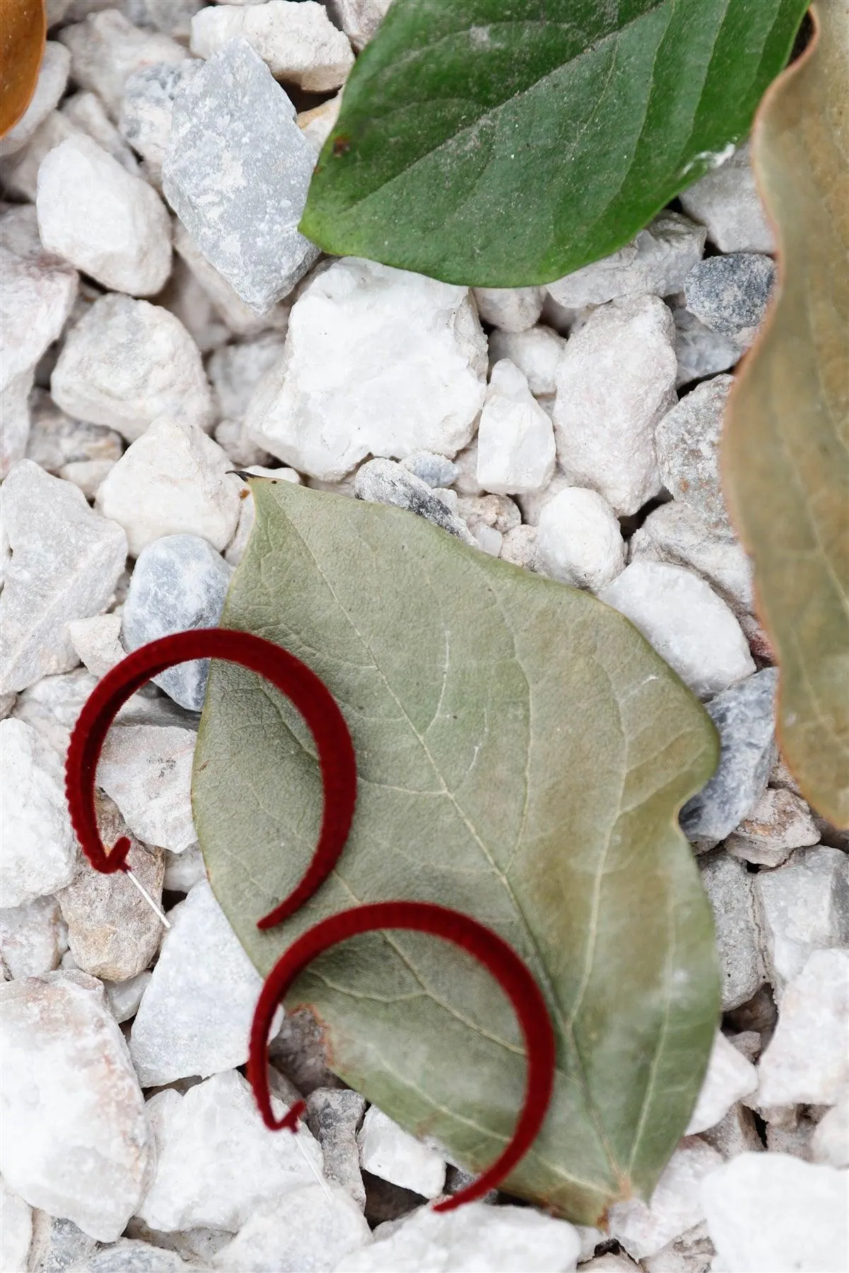 Burgundy Velvet Covered Flat Hoop Earrings